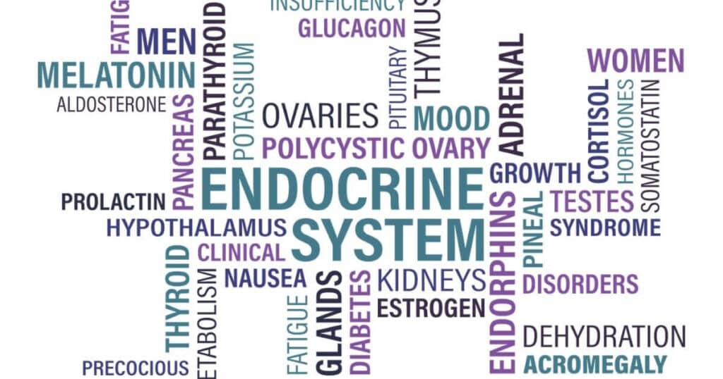 word art with different jobs of the endocrine system